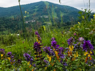 Arka planda renkli kır çiçekleri ve dağlar var.