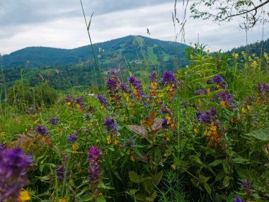 Dağlardaki çayırlarda güzel çiçekler