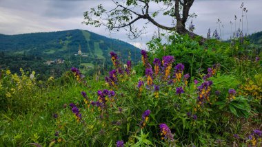 Arkasında bir dağ olan güzel bir manzara.