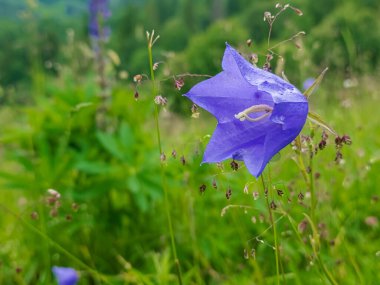 Bahçedeki mavi çiçekler