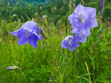 Doğadaki mavi çiçek