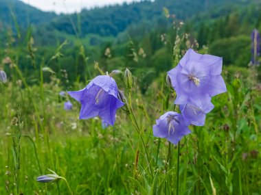 Bahçedeki güzel çiçekler
