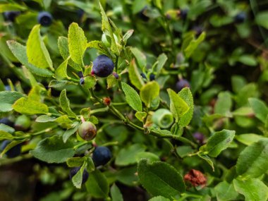 Dal üzerindeki taze böğürtlen manzarasını kapat