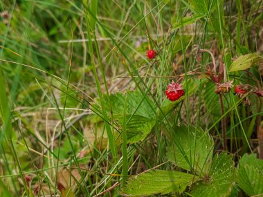Ormandaki çilek çiçeğine yaklaş.
