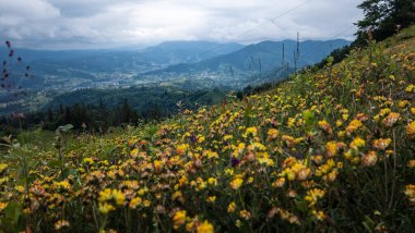 Yaz mevsiminde Karpat Dağları manzarası