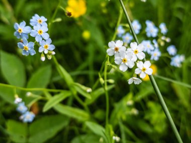 Beyaz unutur - beni - ormanda çiçekler değil