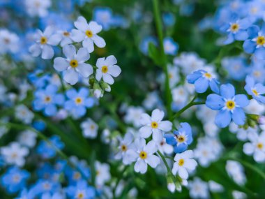 Çiçek verme bana. İlkbaharda güzel çiçekler. Unut beni - ormandaki çiçekleri değil..