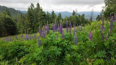 Dağlarda açan kır çiçeklerinin yakın plan çekimi.