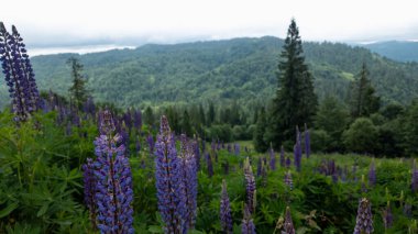 Güzel manzara. doğa arkaplanı