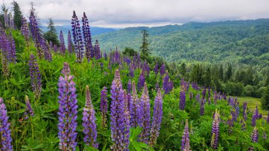 Bahçedeki güzel çiçekler