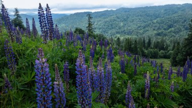 Ormanda güzel çiçekler