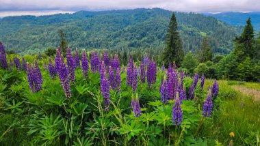 Çiçeklerin açtığı yaz manzarası. Karpat Dağları, Ukrayna
