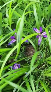 Ormanda güzel çiçekler