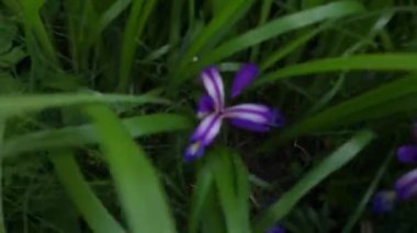 Ormanda güzel çiçekler