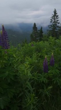 Bulutlu bir günde güzel bir dağ manzarası