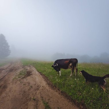 yeşil bir çayırda otlayan inekler