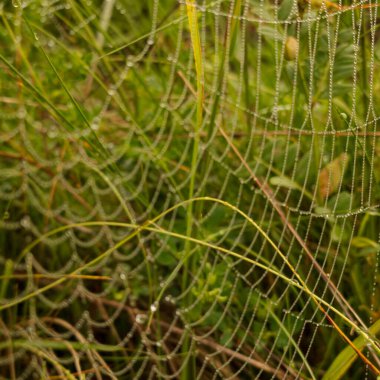 Çiyli yeşil çimen.