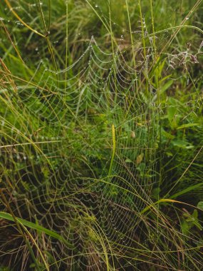 Çimlerin üzerindeki örümcek ağındaki çiy damlaları
