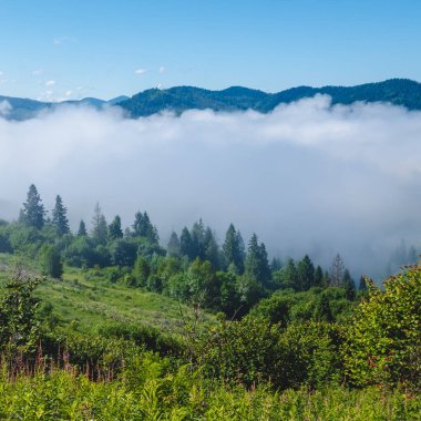 Karpatların Ukrayna Karpatları 'nda sisli bir sabah.