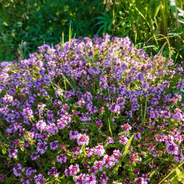 Yaz bahçe en güzel çiçekler