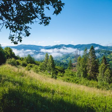 Karpatlar 'daki yeşil orman