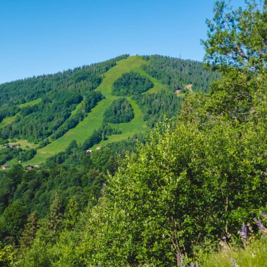 Ağaçlı yeşil orman