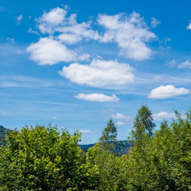 Dağlardaki yeşil orman