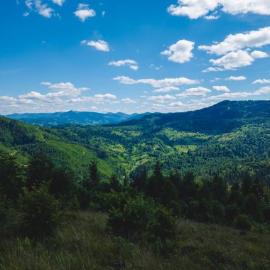 Karpatlar 'da yeşil ormanın yaz manzarası