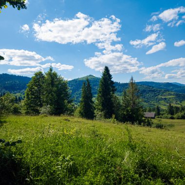 Karpat Dağları 'ndaki güzel yaz manzarası, Ukrayna