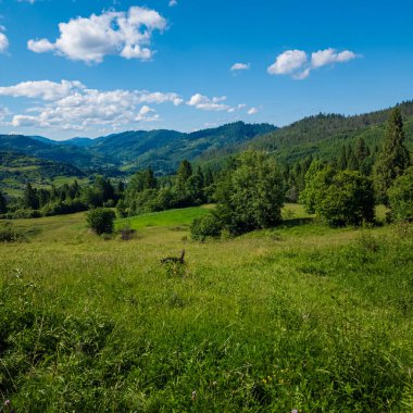 Yeşil tarlanın güzel manzarası ve beyaz bulutlu mavi gökyüzü