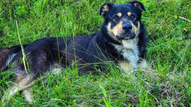 Doğadaki kara köpek.
