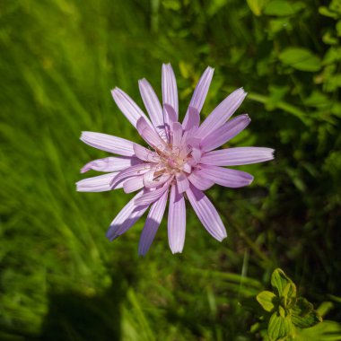 Bahçedeki güzel pembe çiçek