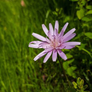 Bahçedeki güzel mor çiçek