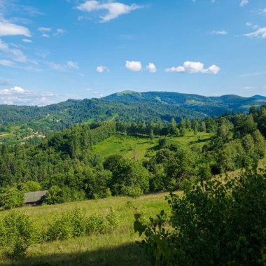 Ukrayna Karpatlarında yeşil ağaçlar ve dağlar