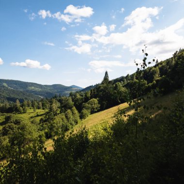 Yazın yeşil orman ve dağ sıraları