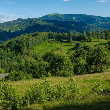 Arka planda mavi gökyüzü, dağlar ve orman olan yeşil yaz çayırı.