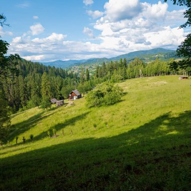 Çayırda yeşil çimenler ve ağaçlar olan güzel yaz manzarası