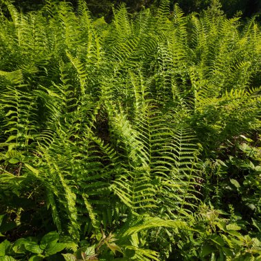 Ormanda yeşil eğrelti otu