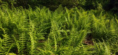 Ormandaki yeşil eğrelti otları