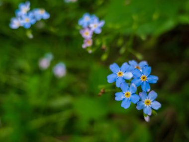 Yeşil yapraklı mavi çiçek.
