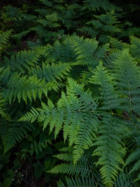 Ormanda eğreltiotu yaprağı
