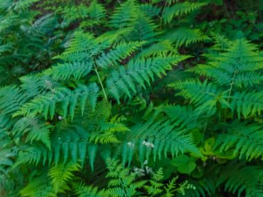 Ormanda eğreltiotu, arka plan