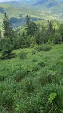 yeşil çim ve mavi gökyüzü beyaz bulutlar ile