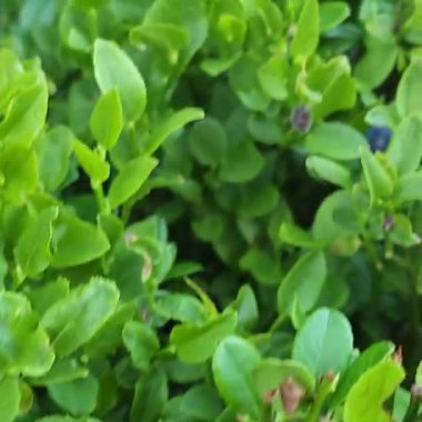 Bahçede yeşil yapraklar