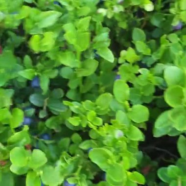 yeşil yaprak arkaplanı, bitki örtüsü