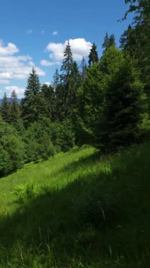 Yazın Karpatlar 'da güzel yeşil dağ manzarası