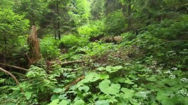 Yeşil Orman 'ın yakın çekimi.