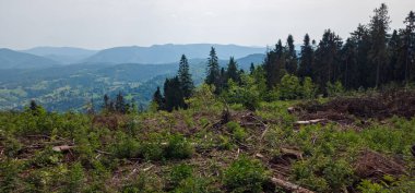 Güneşli bir günde yeşil ormanlı dağ manzarası