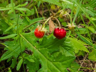 Bahçede kırmızı çilekler
