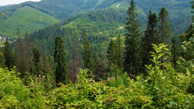 Dağlardaki yeşil orman